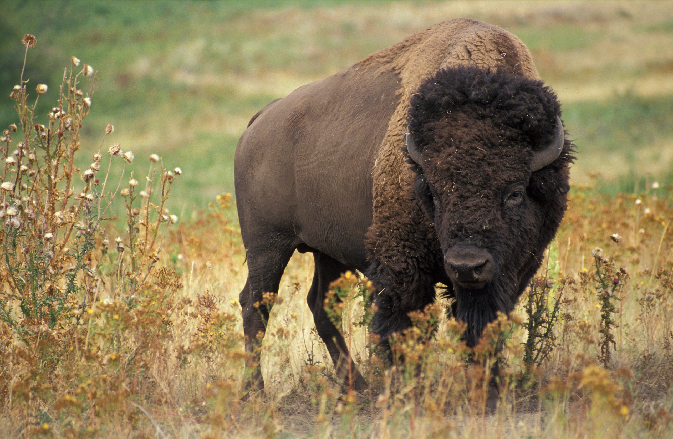 Bison in Canada: Which animal is called a Bison?