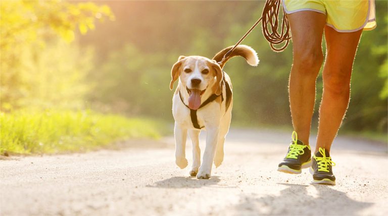 Best Dog Leashes For Your Running And Jogging